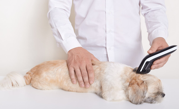 The Role Of Microchipping In Pet Identification And Safety Screenshot 1 6