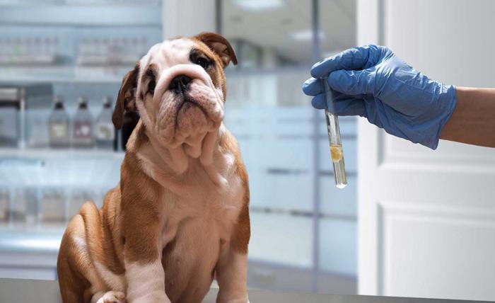 The Impact Of Routine Blood Panels On Pet Health Outcomes the importance of routine blood tests for your pet